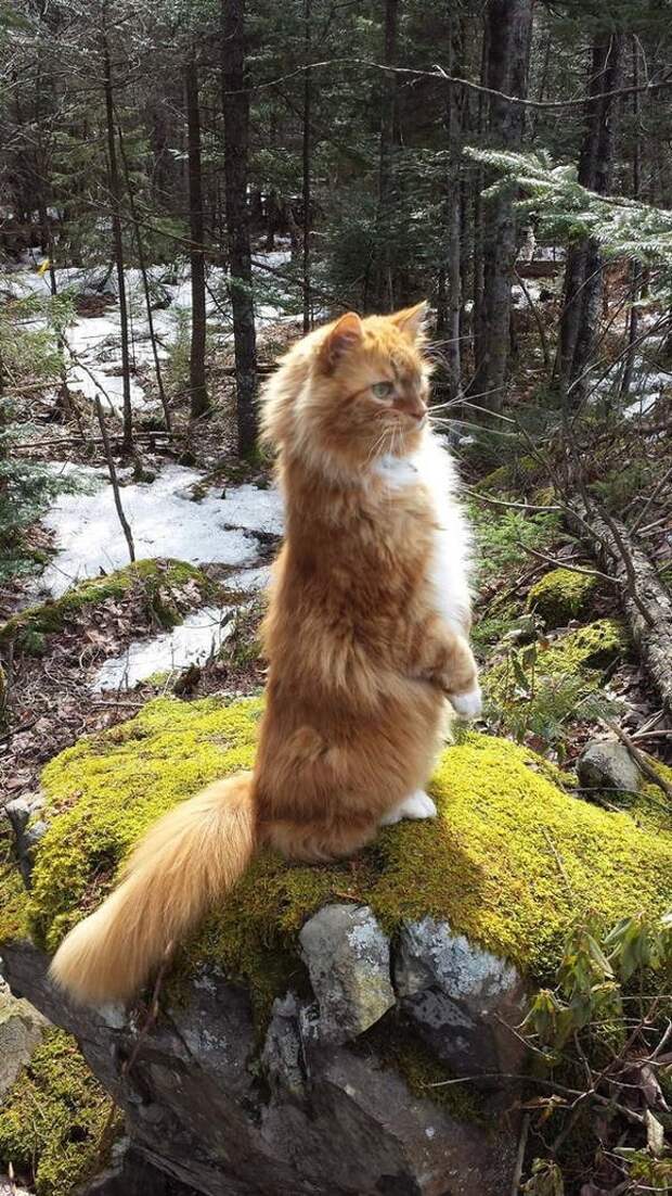 15 правил жизни настоящего кота catrules06 15 правил жизни настоящего кота