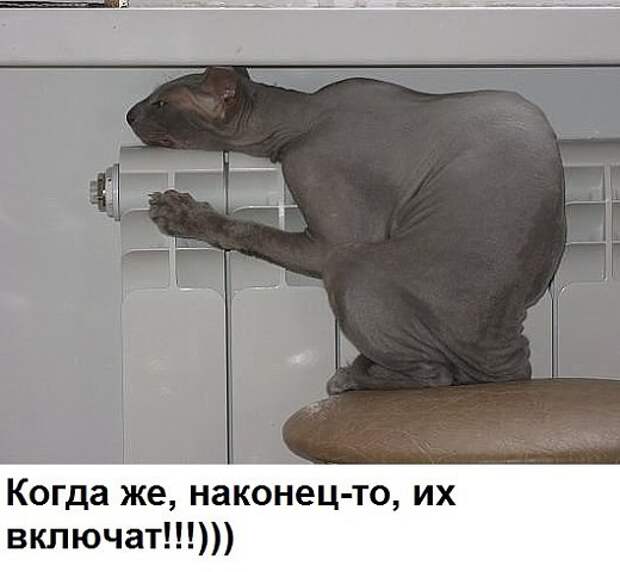 изображение: - Когда же, наконец, включат батареи? #Котоматрицы