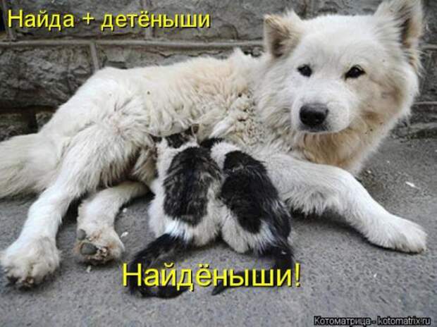 Котоматрицы(картинки с надписями)