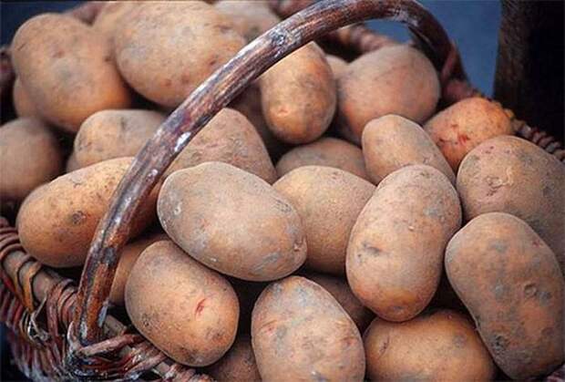 посев картофеля под зиму