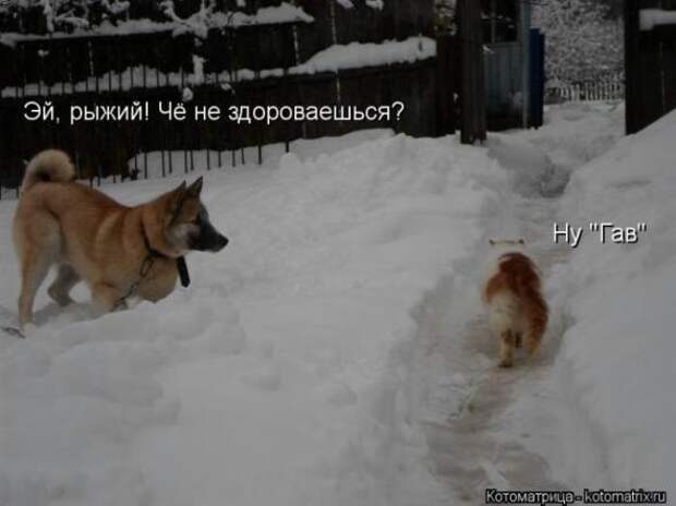 Котоматрицы(картинки с надписями)