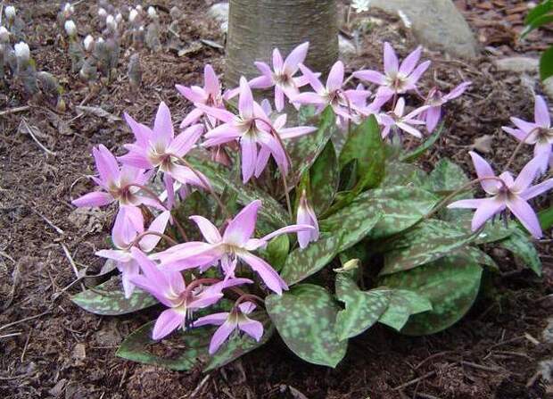 1359022497_erythronium-dens-canis (610x440, 71Kb)