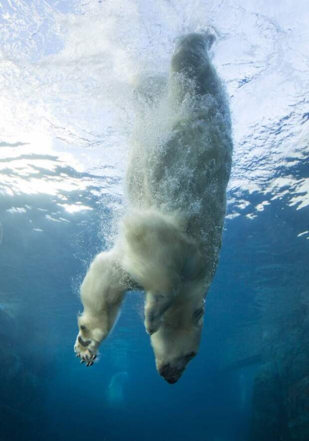 Гигантский медведь с силой отталкивается ногами от днища бассейна, чтобы поймать рыбину, предназначенную ему на завтрак. Фото: Frank Rensholt / HotSpot Media