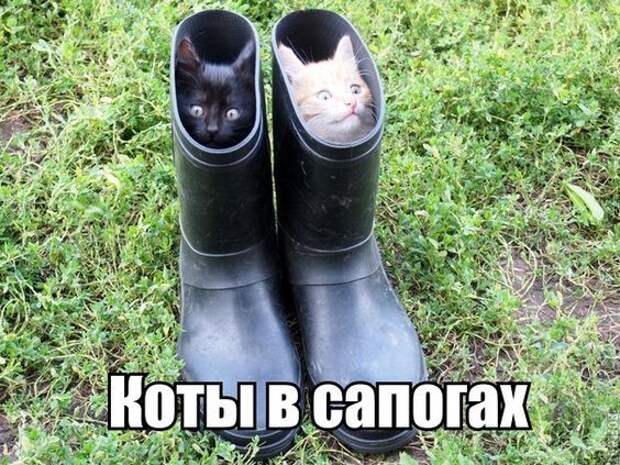 изображение: Коты в сапогах #Котоматрицы