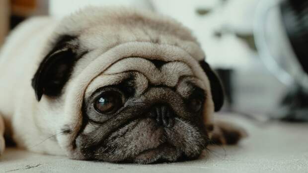 Кинолог Голубев раскрыл, как распознать депрессию у собаки