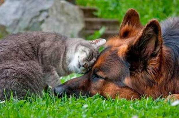 Как кошка с собакой: животные должны жить дружно!
