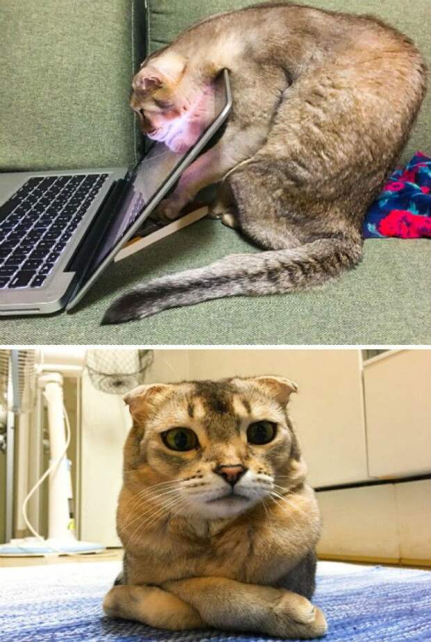 Недовольно сложил лапки. | Фото: Weird Funny Pictures. Недовольно сложил лапки Фото Weird Funny Pictures