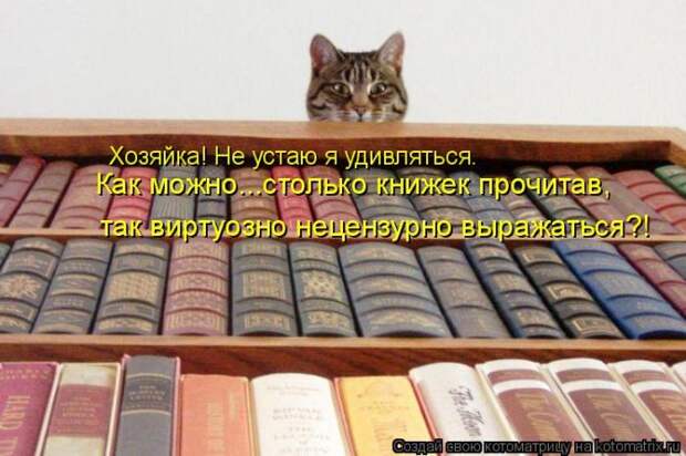 Лучшие котоматрицы недели (50 фото)