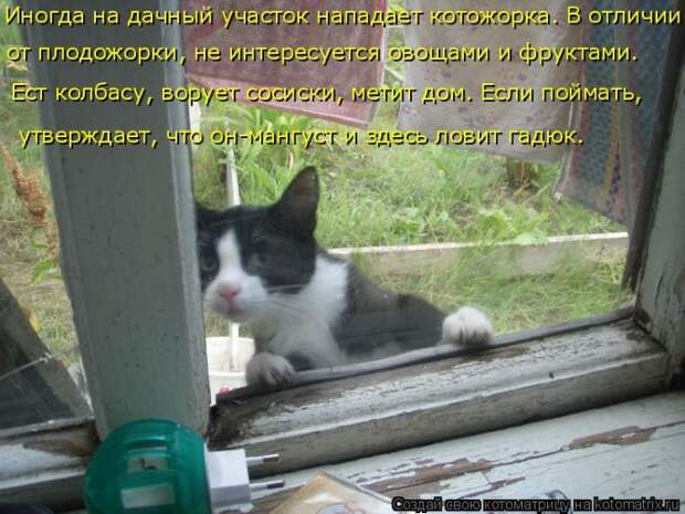 Лучшие котоматрицы недели (50 фото)
