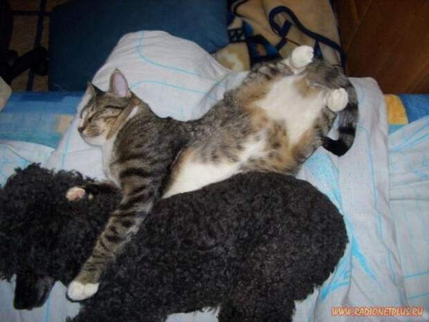 Кошки и котята :) (54фото)