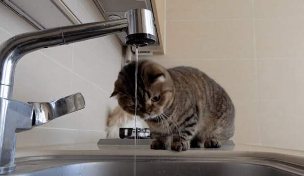 Жители Калуги пожаловались на проблемы с водой на улице, выигравшей всероссийский конкурс на благоустройство. Местные говорят, что почти неделю сидят ...