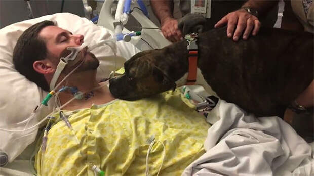 Собаке разрешили прийти в больницу сказать умирающему хозяину последнее «прощай»