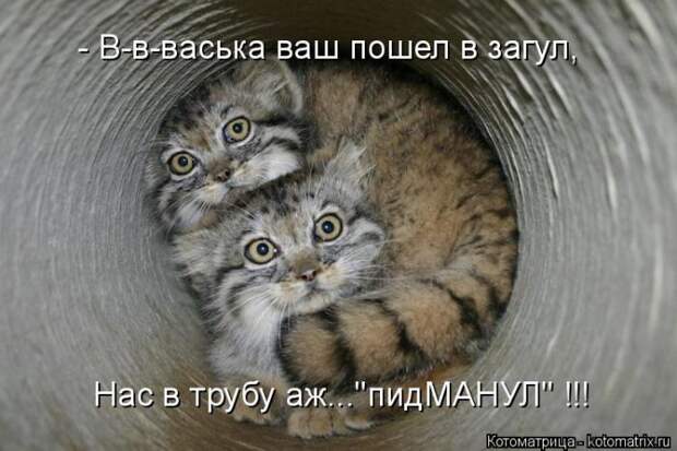Лучшие котоматрицы недели (50 фото)