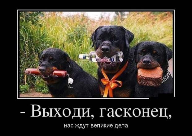 Демотиваторы (30 фото)