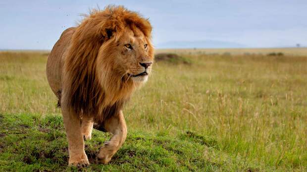 Лев царь зверей потому что он занимается важное место в культуре человека