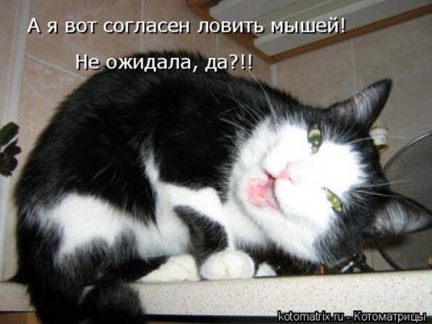 Новая отличная котоматрица (38 фото)