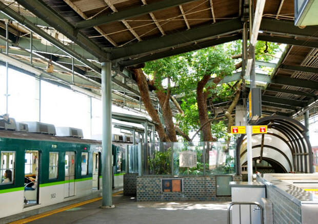 Японский железнодорожный вокзал построен вокруг 700-летнего дерева