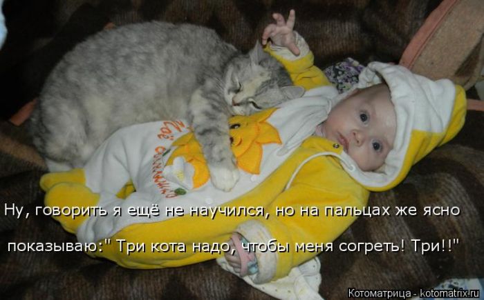Лучшие котоматрицы недели (50 фото)