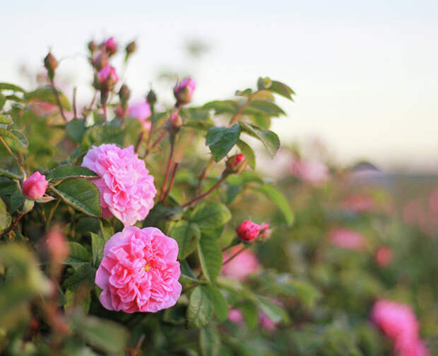 В Крыму стартовали экскурсии и фотосессии на полях цветущей розы