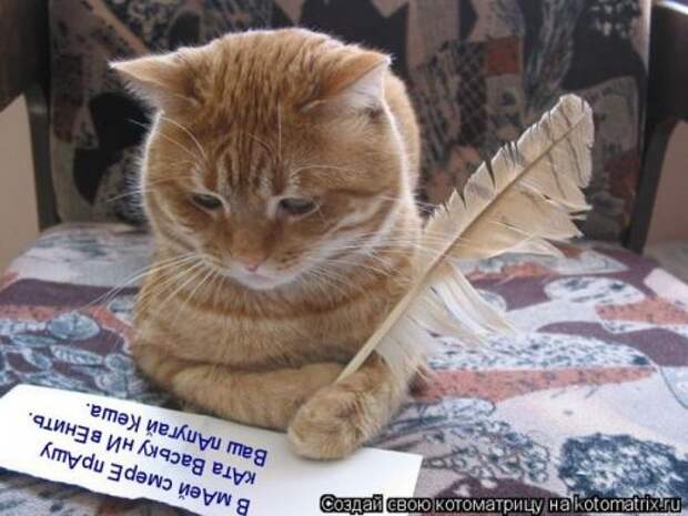 Лучшие котоматрицы недели (29 фото)