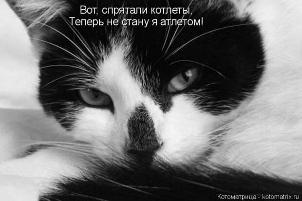 Забавные животные (50 фото)