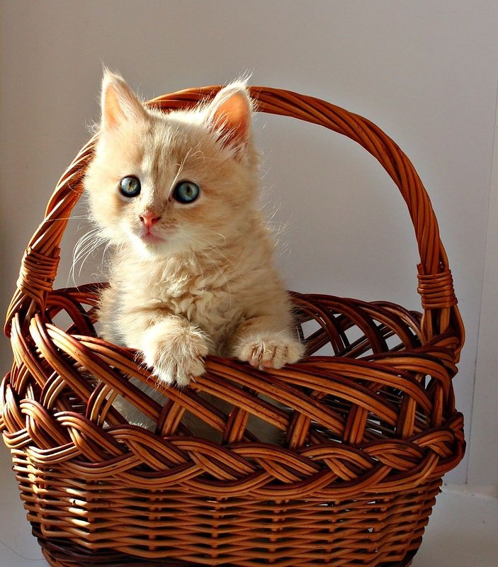 Кототерапия от Михалыча! Глупочки-покупочки