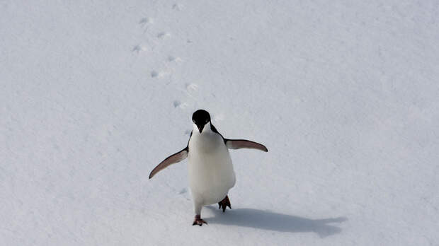 Белый дом ответил на сообщения о пингвине в Гренландии