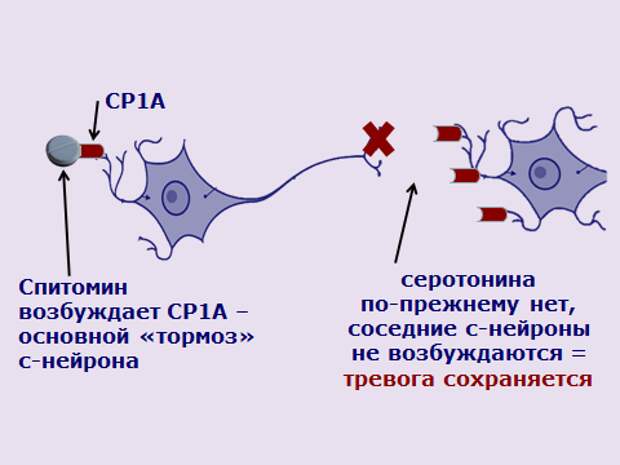 Первый нейрон. Спитомин рецепторы. Спитомин механизм действия. Схема Спитомина. Спитомин схема лечения.