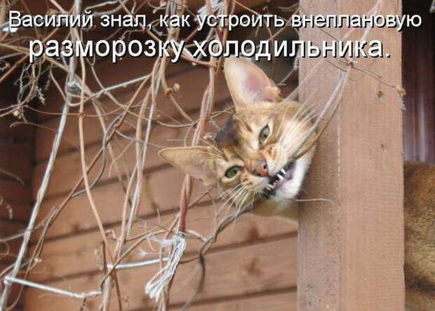 изображение: Кот Василий знал, как устроить внеплановую разморозку холодильника #Котоматрицы