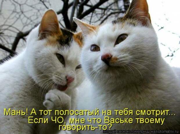 Свежая котоматрица для всех (20 шт)