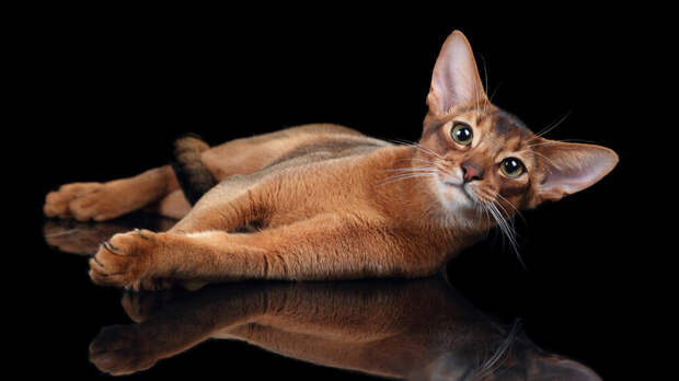 Абиссинский кот из России возглавил рейтинг лучших кошек мира