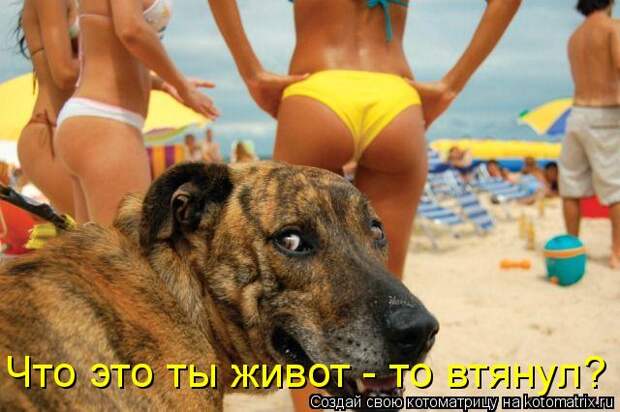 котоматрица ржач (640x426, 50Kb)