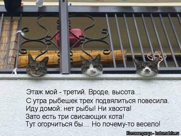 Лучшие котоматрицы недели (50 фото)
