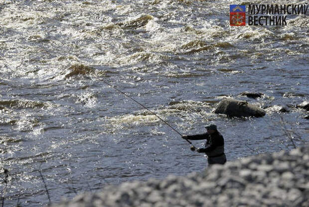 На реках Мурманской области начался очередной сезон лицензионного лова семги