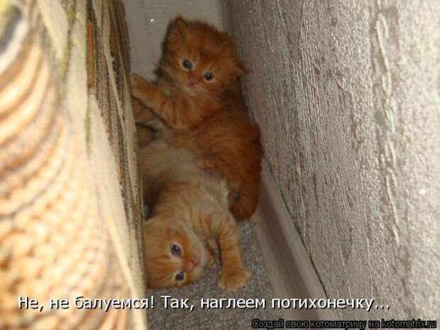 Лучшие котоматрицы недели (50 фото)