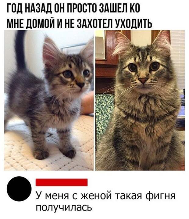 Прикольные и смешные картинки