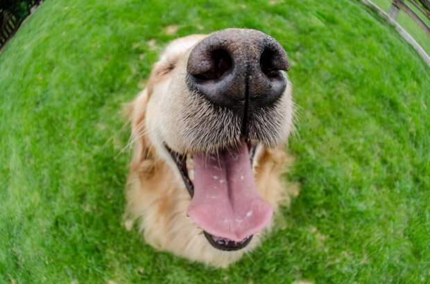 Широко распространено мнение, что ни у одной собаки не было такого же носа, и Канадский клуб питомников принимал носовые отпечатки в качестве доказательства идентичности с 1938 года (только для собак).