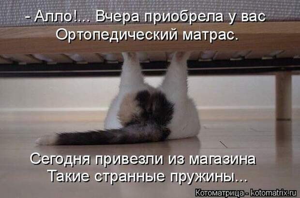 Лучшие котоматрицы недели (50 фото)