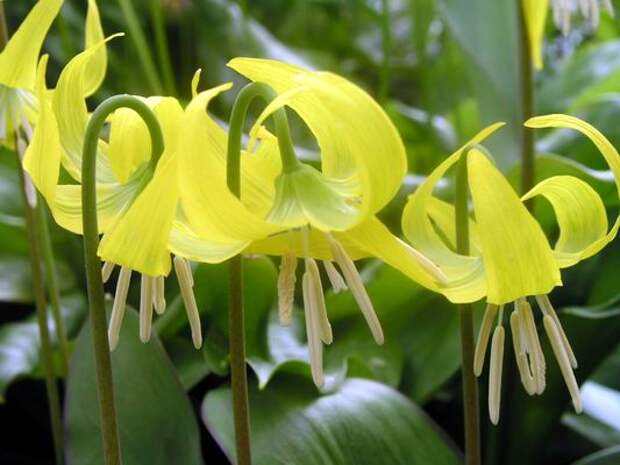 Erythronium grandiflorum (533x400, 34Kb)