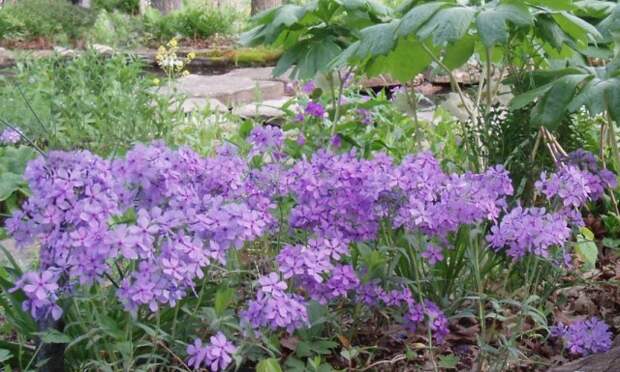 Флокс растопыренный, или флокс раздвинутый (Phlox divaricata)