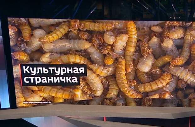 В Европе в еду пошли сверчки и личинки. Клопы и тараканы напряглись