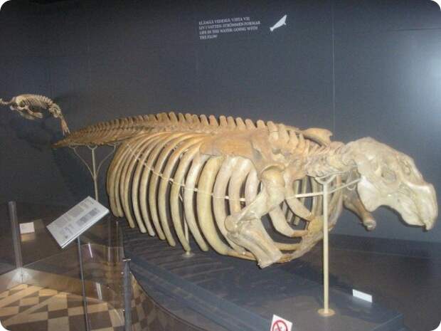 Стеллерова корова (лат.Hydrodamalis gigas) — морская корова или капустница