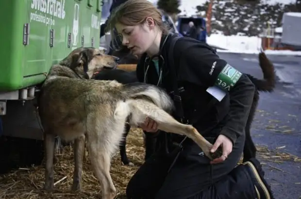 Plemeno husky (34 fotografií)