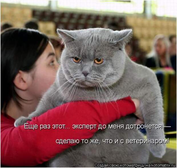 Котоматрицы(картинки с надписями)