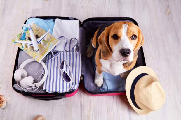 Названы самые популярные направления для путешествий с домашними животными в мае