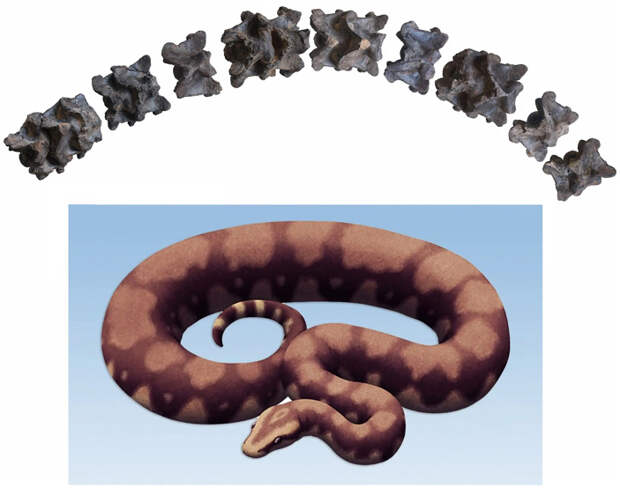 Реконструкция эоценовой змеи Vasuki indicus