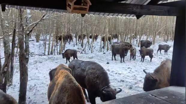 Редкие кадры зубров из калужского заповедника на границе с Тульской областью