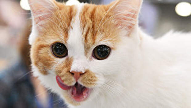 Кошка породы шотландская прямоухая. Архивное фото