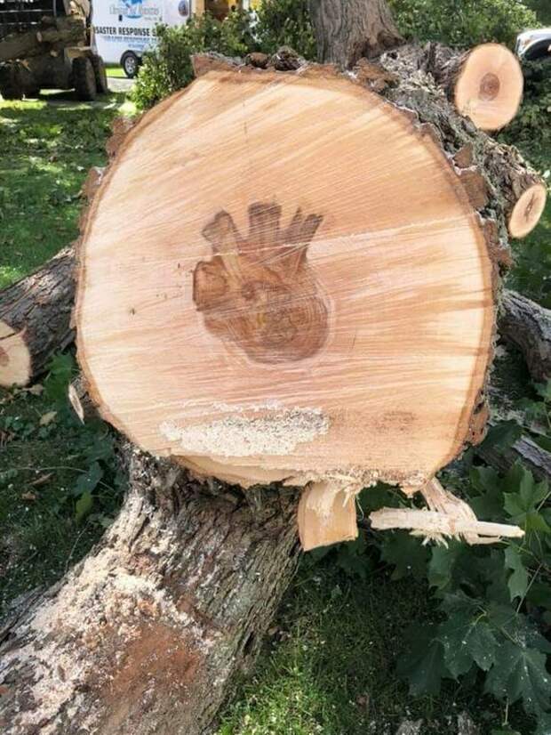 А ведь у дерева было сердце nature, деревья, природа, природные явления, растения, шутки