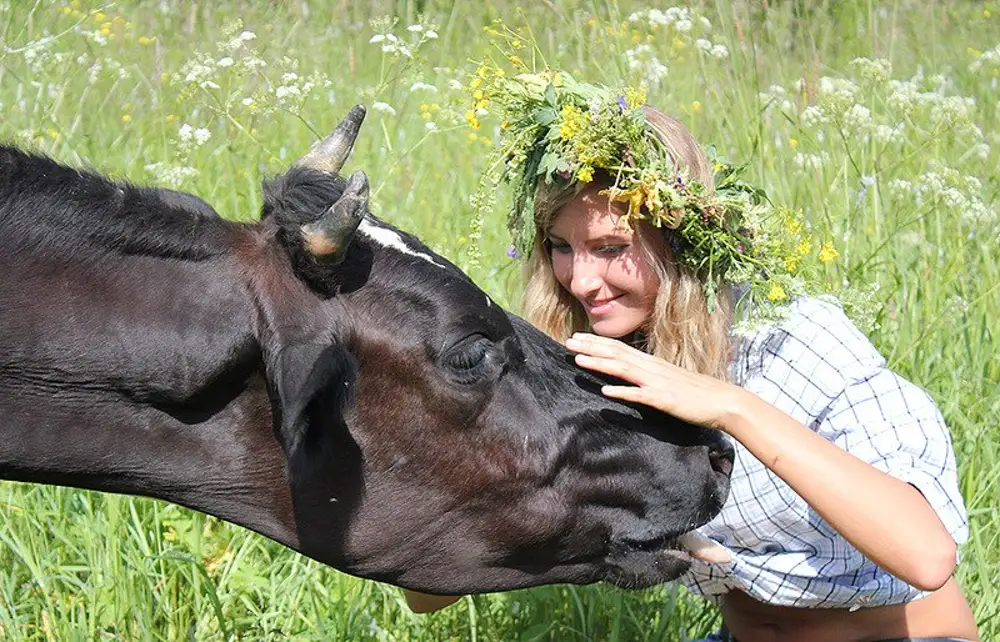 Фотосессия с коровой. Женщина корова. Корова и человек. Девушка гладит корову.